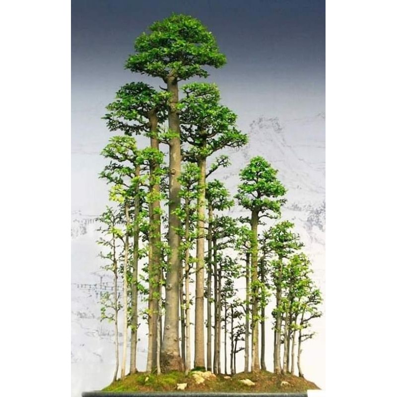 Jual Bahan Bonsai Loa Grouping Indonesia|Shopee Indonesia