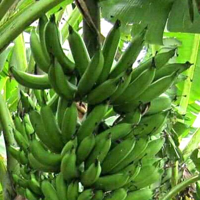 Gambar Pisang Raja Nangka