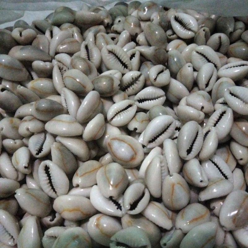 Jual Kerang laut Buli Kopi coklat super (biji dakon) 1 kg Shopee