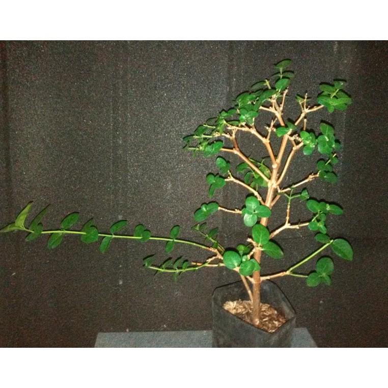 Jual Bonsai Sancang Program Pecah Batang Bahan 004 (Terjual)  Indonesia|Shopee Indonesia
