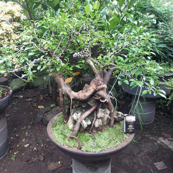 Jual 16880 - Bonsai Beringin Kimeng On The Rock Bagus Cantik Harga Murah  Diskon Indonesia|Shopee Indonesia