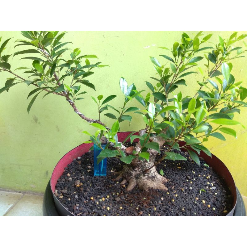 Jual Bonsai Beringin Kimeng Prokar (Mame) Bonus Bahan Sancang  Indonesia|Shopee Indonesia