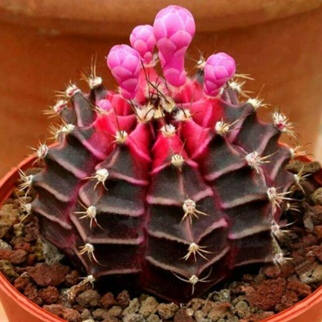 10 Biji Benih Tanaman kaktus Hias Import Langka Cantik Kaktus Import |  Shopee Indonesia