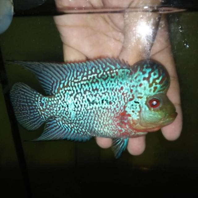 Gambar ikan cupang Gambar Ikan Louhan Srd Lokal