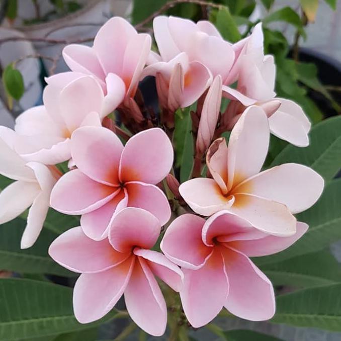 26+ Gambar Bunga Kamboja Yang Paling Indah Galeri Bunga HD