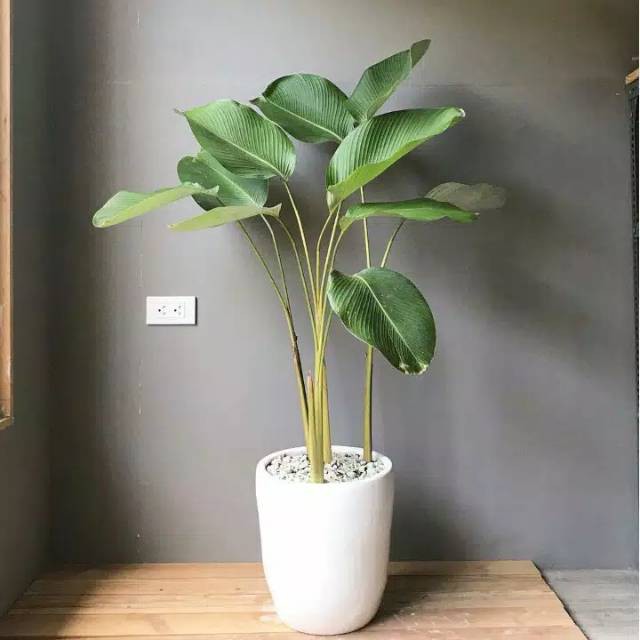 Tanaman hias daun calathea lutea luthea / pisang kalatea