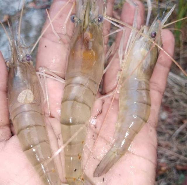 Benih Udang Galah Untuk Dijual Saniyawck
