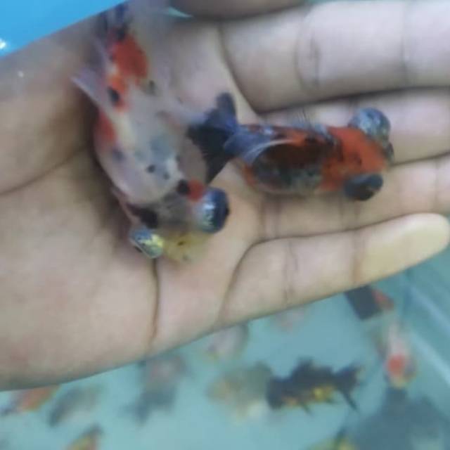 Ikan koki tankin panca warna mata Belo size s Shopee Indonesia