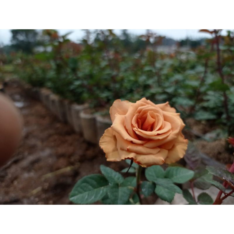 Jual Tanaman Hias Bunga Mawar Import Warna Coklat/ Brown Honey Dijon | Shopee Indonesia
