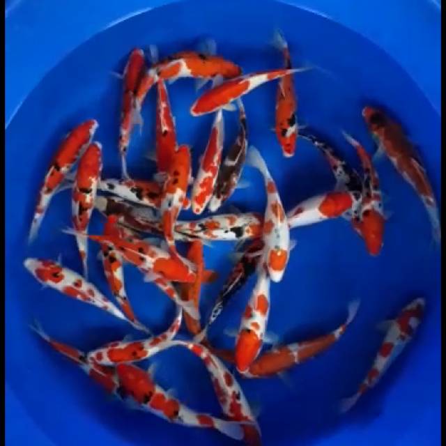 bibit koi super harga koi blitar kohaku, sanke, showa, bibit anakan koi