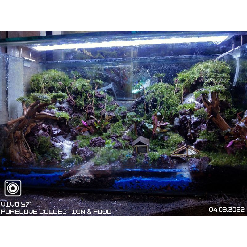 Jual Aquarium Aquascape fullset Ukuran 60cm Murah/Paket Lengkap