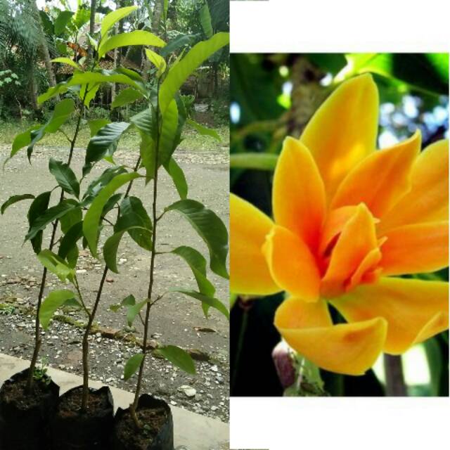 Bibit bunga cempaka atau kembang kantil kuning Shopee Indonesia