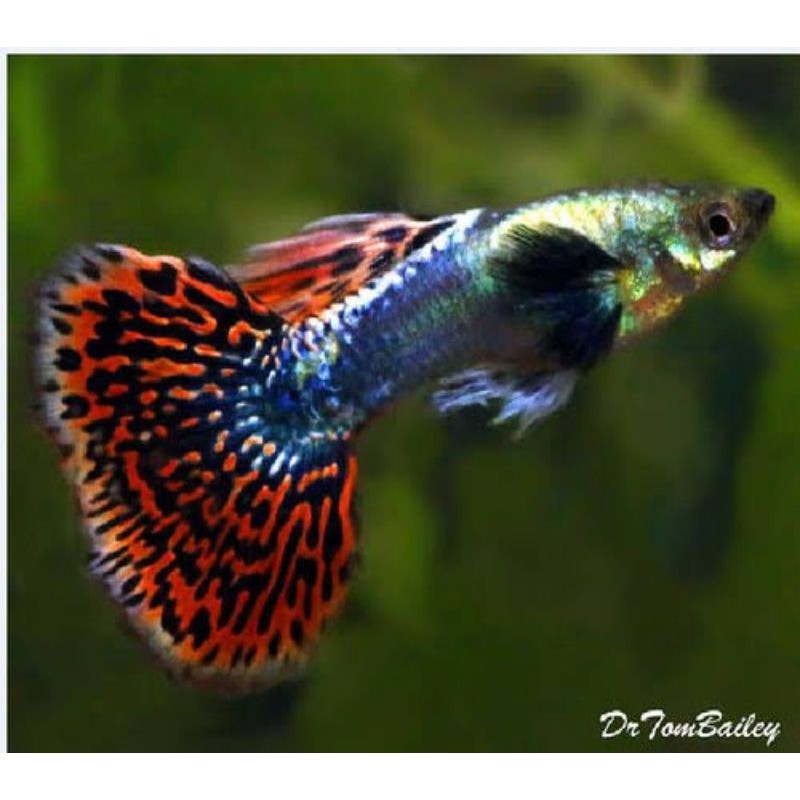 Jual Ikan Guppy Platinum Red Mozaik Big Ear Indonesia|Shopee Indonesia