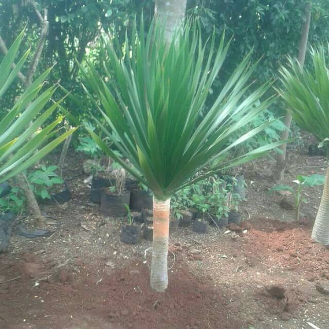 Tanaman pandan bali tinggi 1 meter Shopee Indonesia