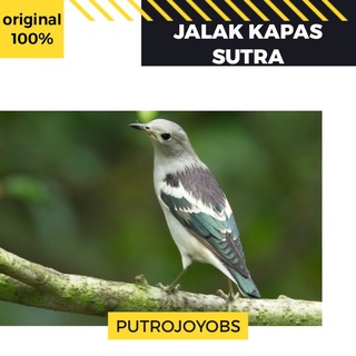 Jual Burung Jalak Harga Terbaik Januari 2022 | Shopee Indonesia 320_X_320_jpg