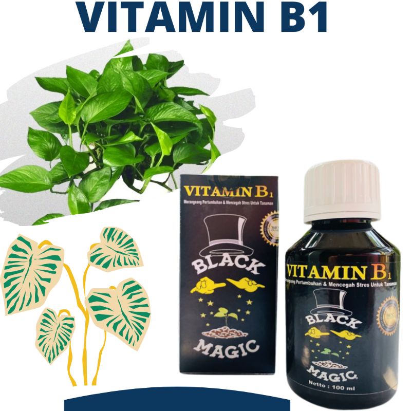 Jual Vitamin B1 Daun Tanaman Hias, Pupuk Vitamin B1 Untuk Mengobati
