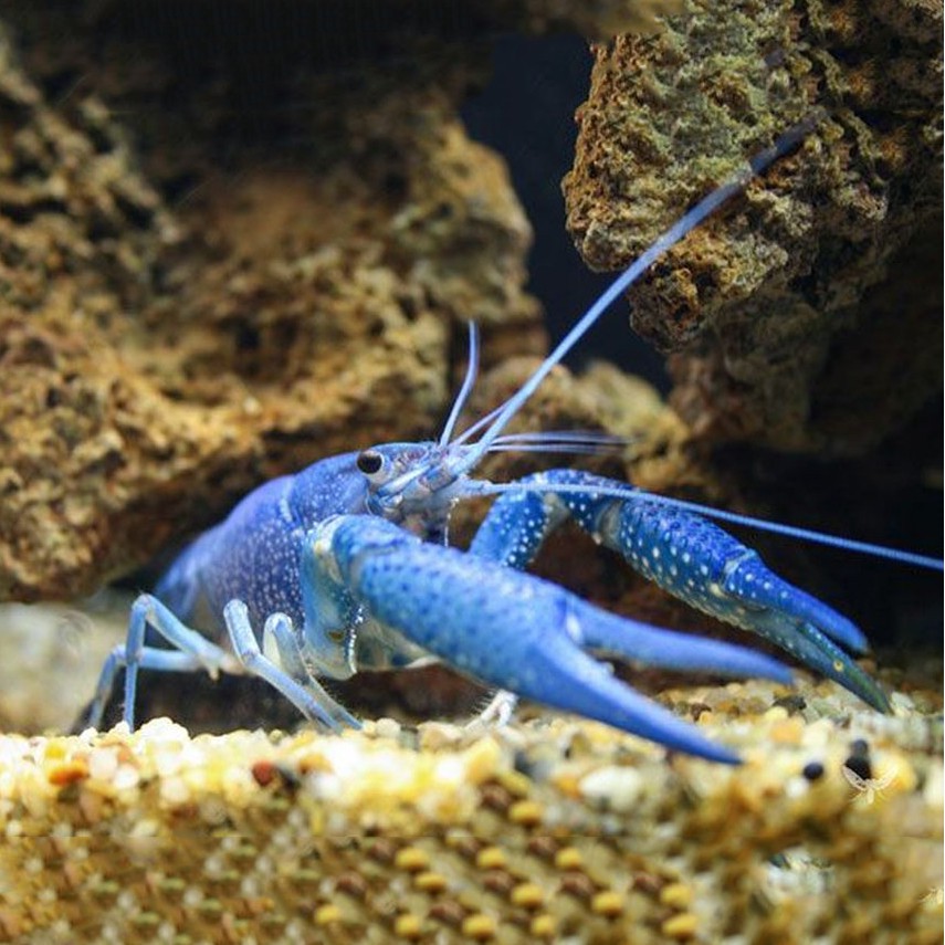 Lobster Hias Air Tawar Biru Aquascape Shopee Indonesia