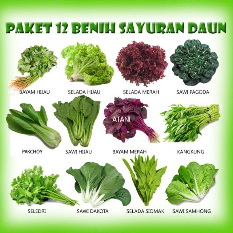 12 Macam Benih Sayuran Daun / Belajar Berkebun / Belajar Menanam | Shopee  Indonesia