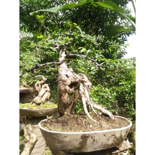 Jual Bahan Bonsai Serut Setengah Jadi Indonesia|Shopee Indonesia