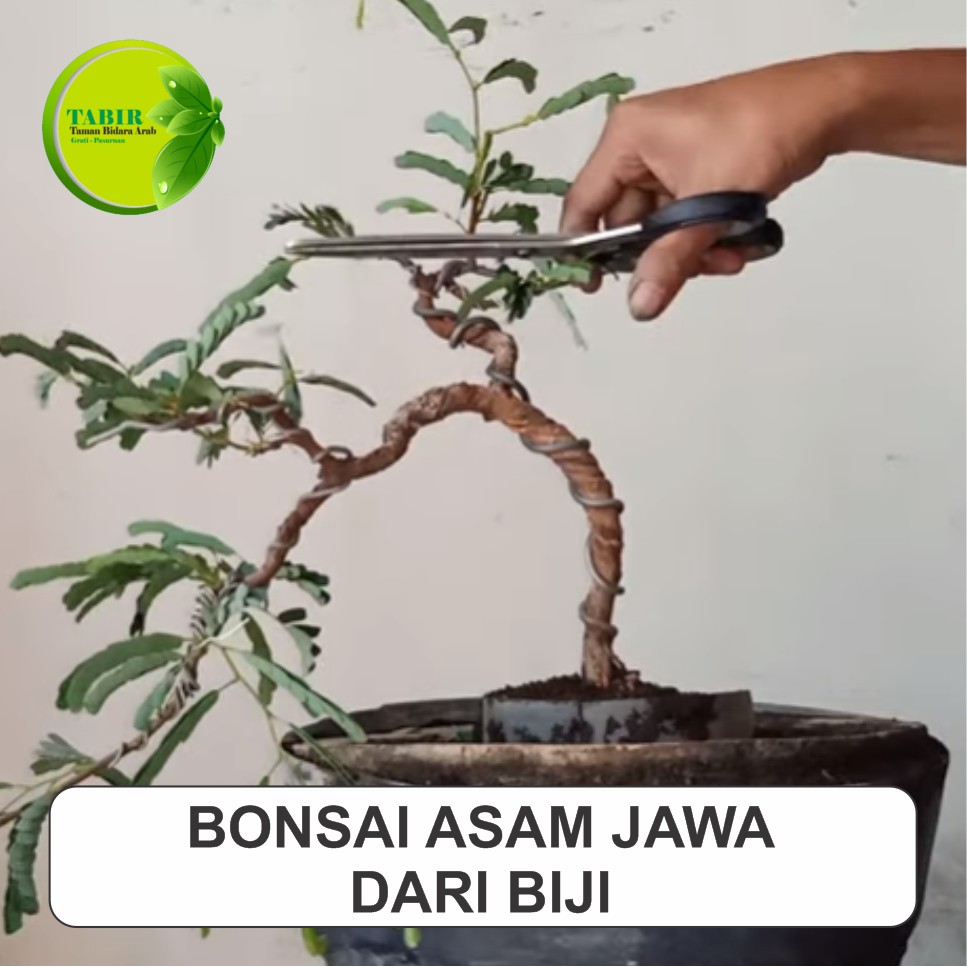 Jual Biji Asem Jawa Super Untuk Bonsai 1 Kg Indonesia|Shopee Indonesia