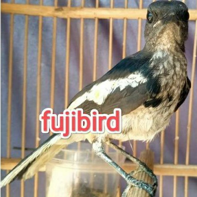 Harga Kacer Jantan Terbaru April 2022 | Biggo Indonesia 394_x_394_jpg