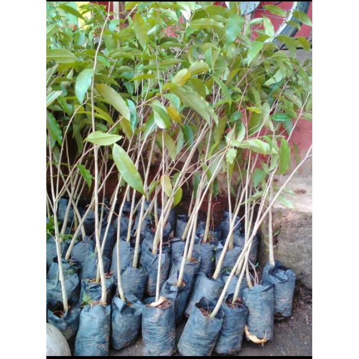 Asli! 3Tanaman Bibit Pohon Gaharu Super Siap Tanam Shopee Indonesia