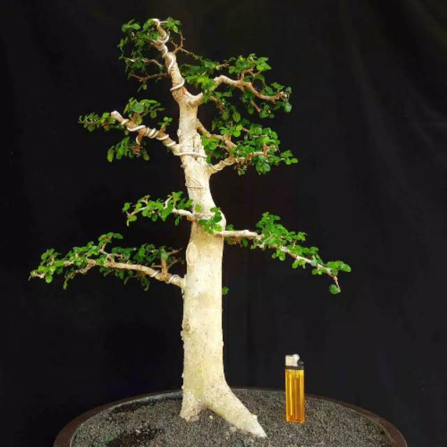 Jual Bahan Bonsai Serut Gaya Natural Indonesia|Shopee Indonesia
