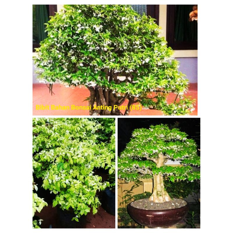 Jual Bibit Bahan Bonsai Anting Putri Jenis Super Kualitas Terbaik  Pembibitan Bonsay Bhonsai Pohon Tanaman Indonesia|Shopee Indonesia