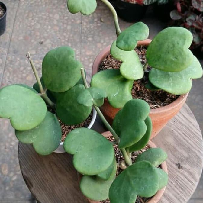 Tanaman Hoya Kerrii Rimbun ' Shopee Indonesia