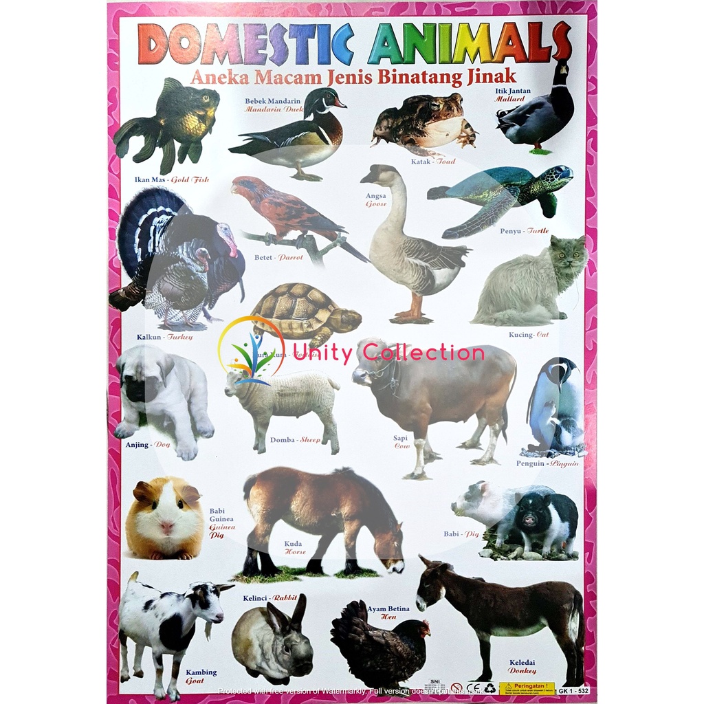 Poster Edukasi Anak Belajar Binatang Jinak dan Binatang Buas | Shopee  Indonesia