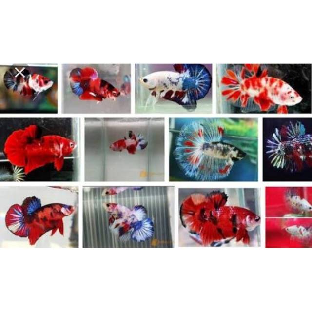 CUPANG KOI MULTICOLOUR (JANTAN,BETINA SIAP BREED) TIDAK