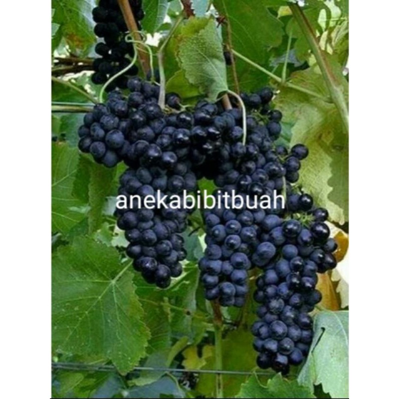 BIBIT ANGGUR HITAM (Tanpa biji) Shopee Indonesia