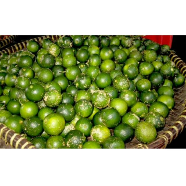 Perbedaan Jeruk Nipis Dan Jeruk Pecel Terkait Perbedaan