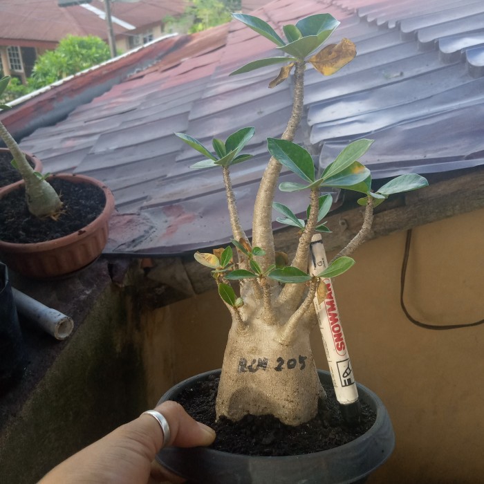 Jual adenium thaisoco RCN 205 bkn caladium- keladi- aglonema- jabol  berkualitas Indonesia|Shopee Indonesia