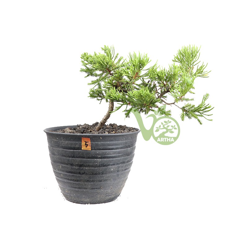 Bonsai Cemara Sinensis Small - 5 | Shopee Indonesia