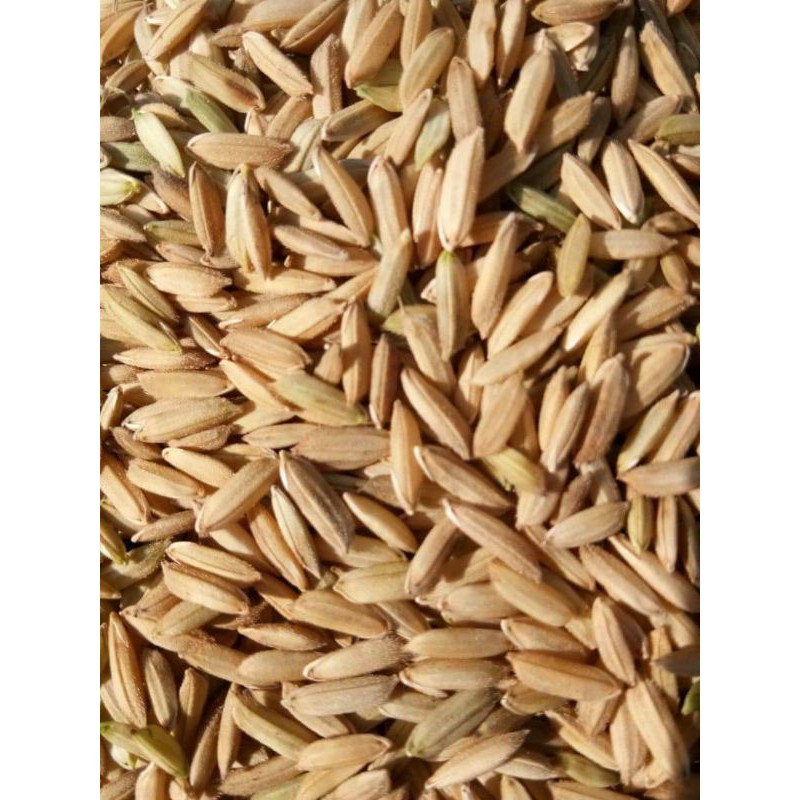 gabah padi untuk pakan burung , ayam dan hamster | Shopee Indonesia