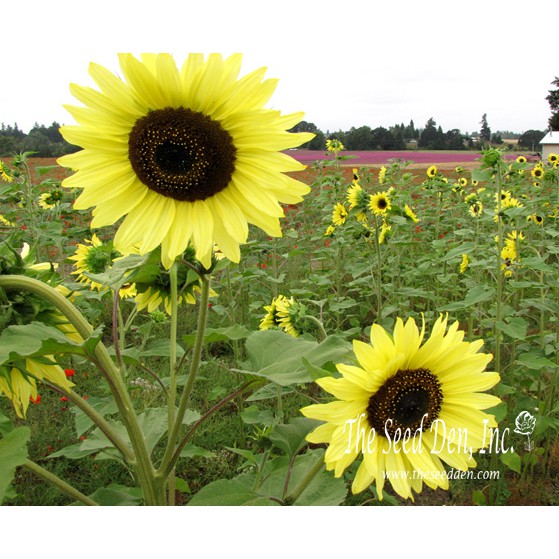 Amefurashi Bibit / Benih / Seeds Bunga Matahari Lemon