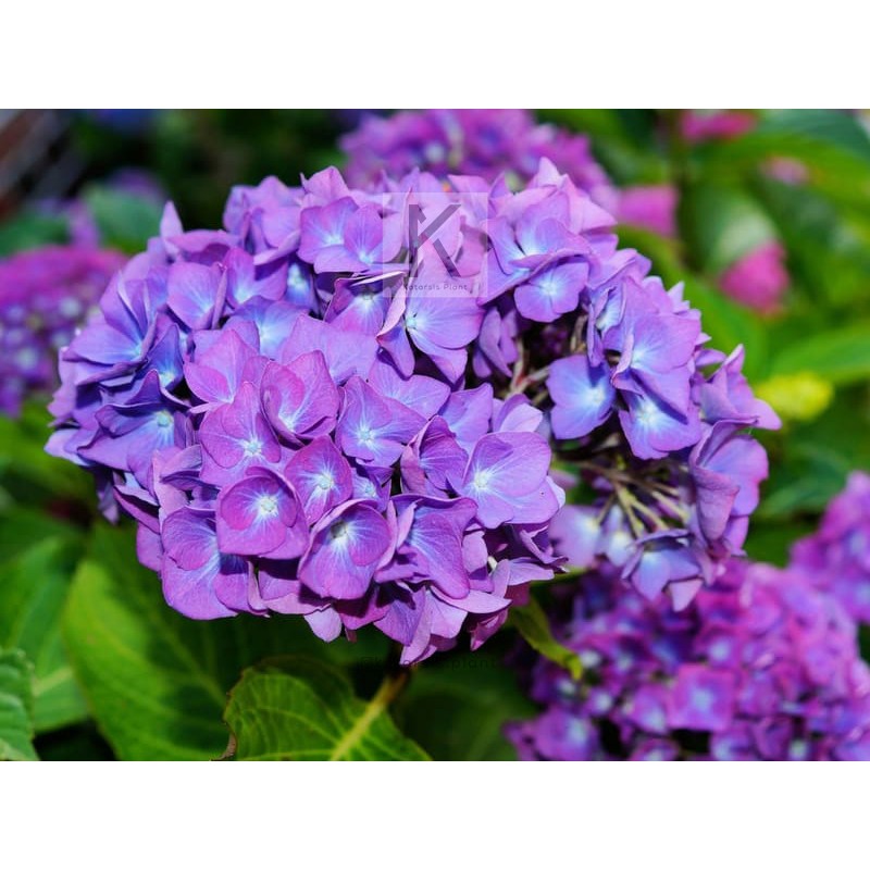 Bunga Besar Hydrangeas Hidup Hortensia Panca Warna