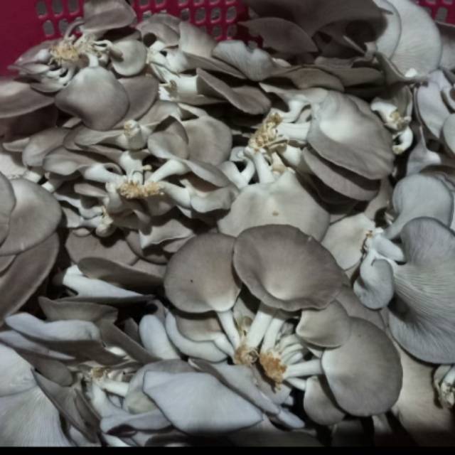 Jual Jamur Tiram Coklat/Jamur Barat 1Kg | Shopee Indonesia