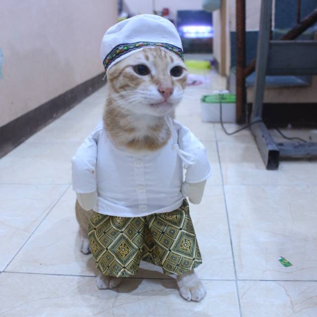 Foto Kucing Pakai Baju