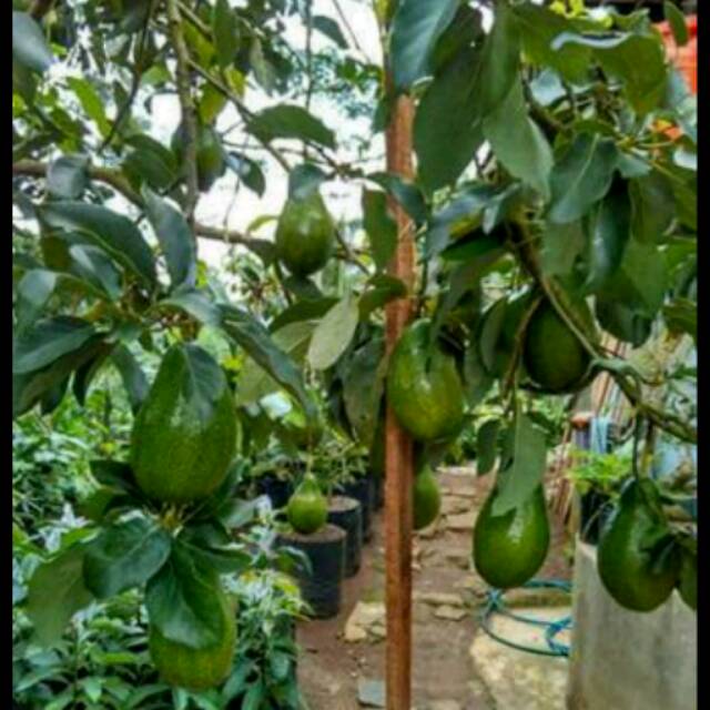 Jual Bibit Alpukat Mentega Miki Super Jumbo Jual Bibit Pohon Dan Tanaman harga alpukat mentega