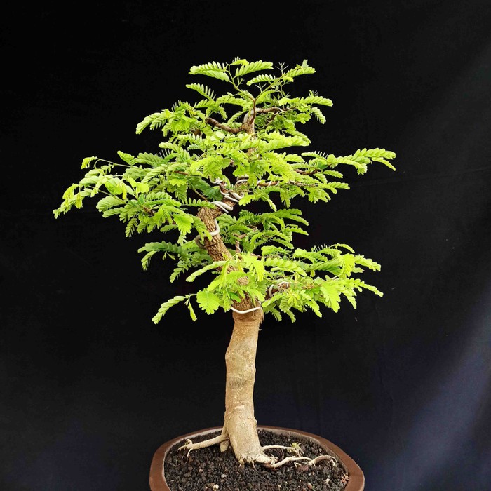 Jual New Bonsai Tanaman Hias Pohon Asem Asam Jawa Informal Indonesia|Shopee  Indonesia