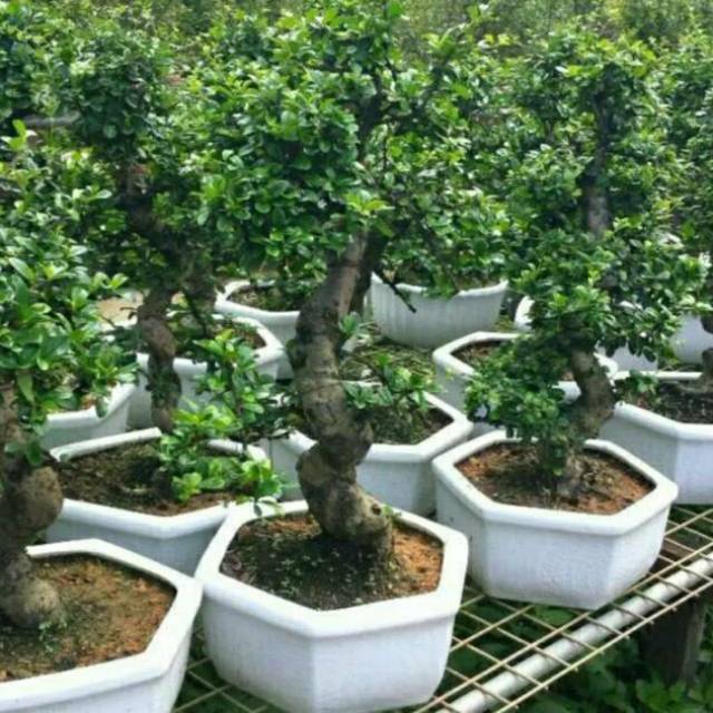 Jual 3 Stek Batang Serut/ Bahan Untuk Bonsai Serut Indonesia|Shopee  Indonesia