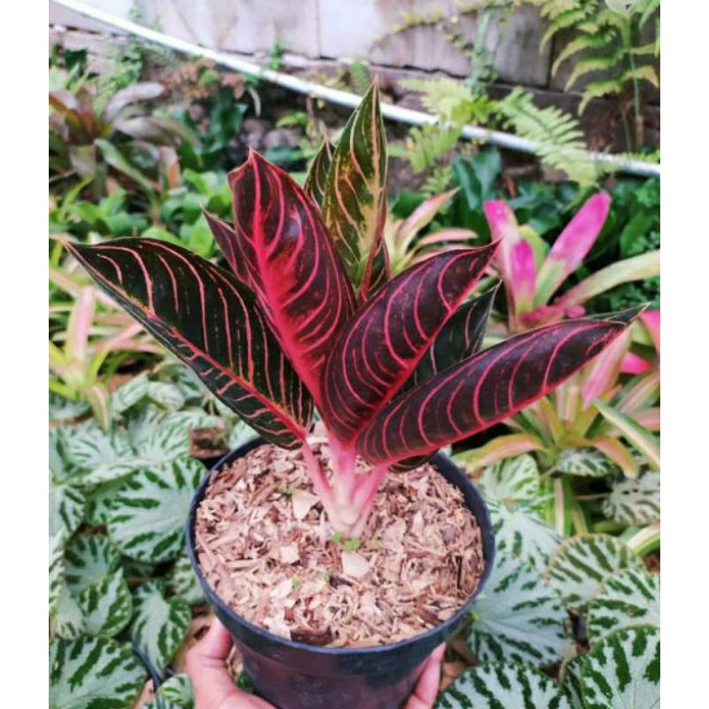 Tanaman Hias Aglaonema Dona Karmen Aglonema Dona Karmentanaman hidup