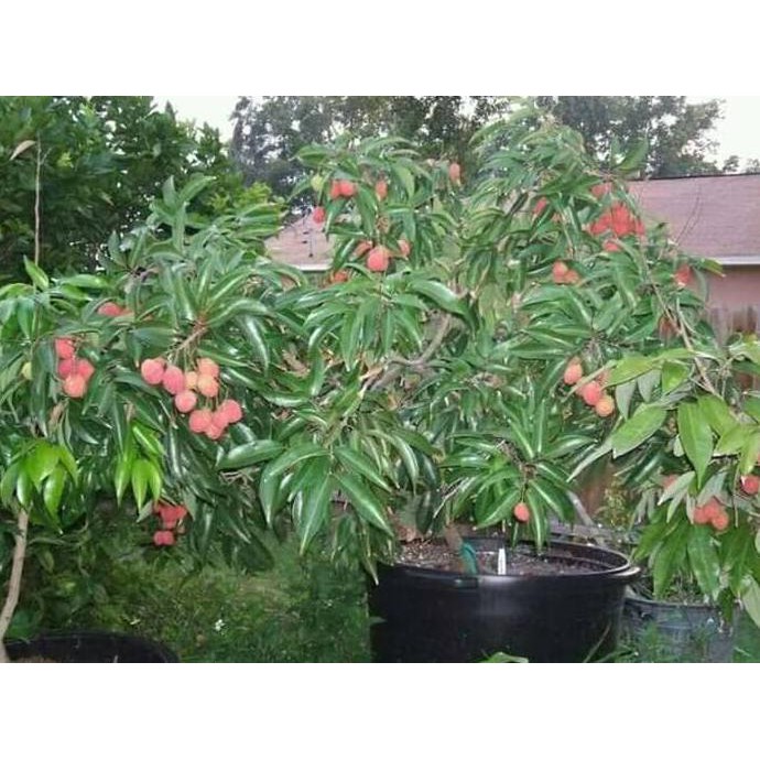 Bibit Tanaman Buah Leci/Leche Merah Tabulampot Shopee Indonesia