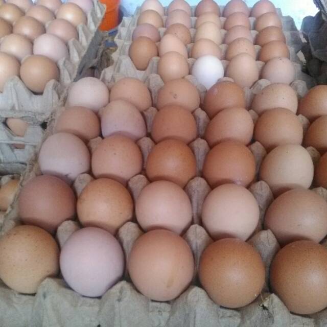 Telur ayam besar jumbo 1 papan Shopee Indonesia