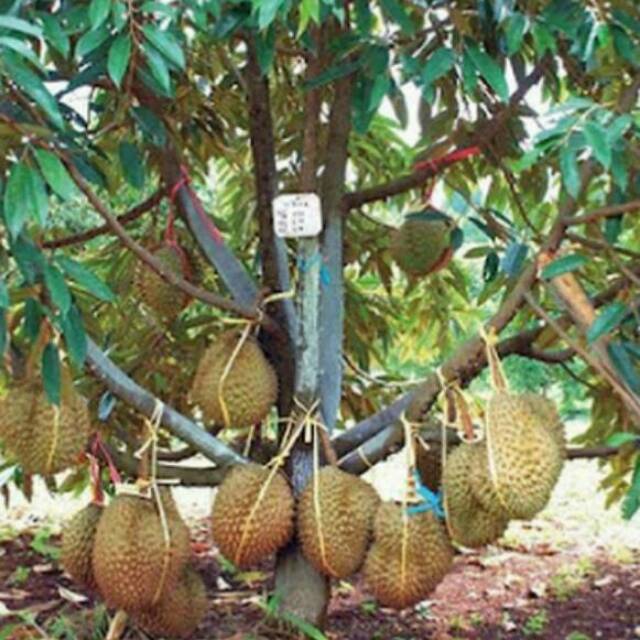 Bibit pohon durian Montong hijau feritas unggul Shopee