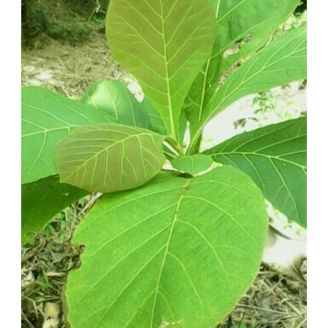 Gambar Daun Jati Jun 08, 2021 · resep gudeg yogya daun jati pakai