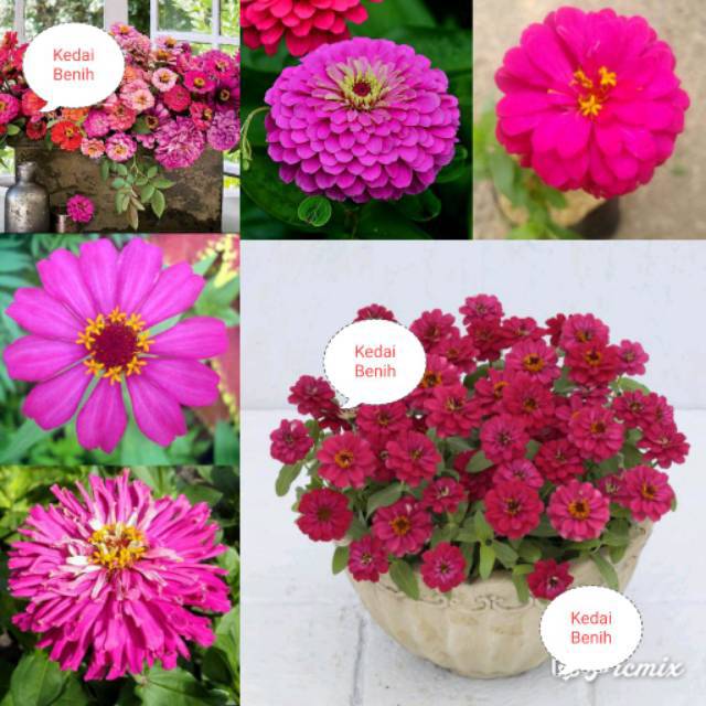 Cara Menyemai Benih Zinnia BENIH TOKO