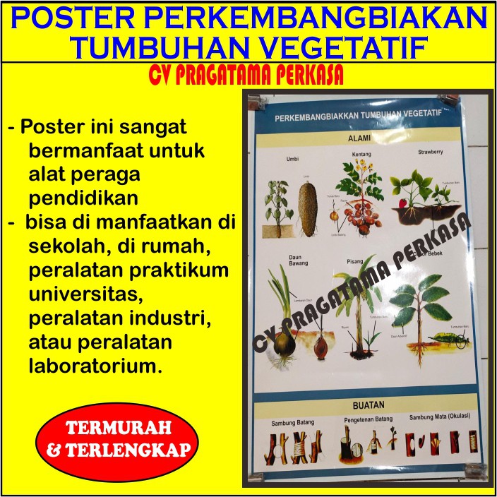 Poster Perkembangbiakan Tumbuhan Vegetatif | Shopee Indonesia
